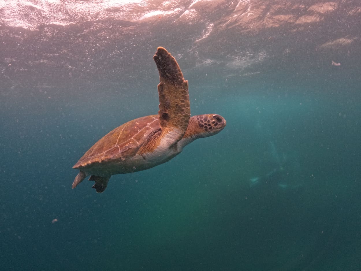 Tortuga marina nadando bajo el agua en Ilha de Âncora